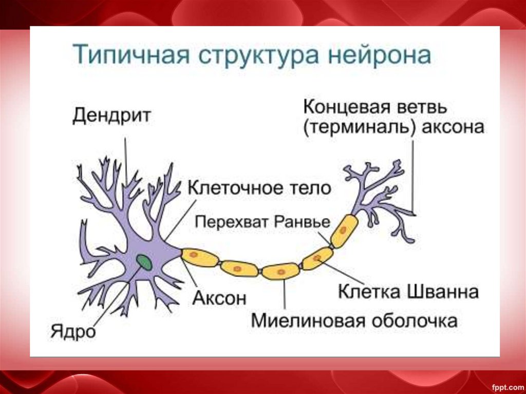 Нервные волокна