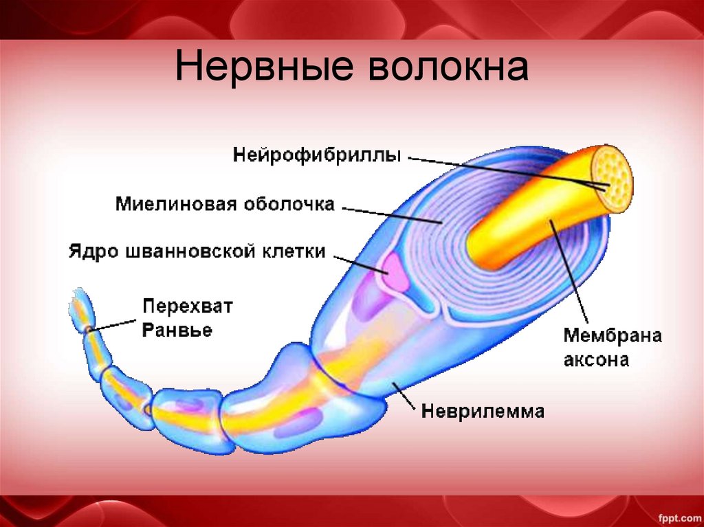 Нервные волокна