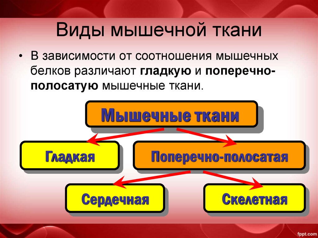 Виды мышечной ткани