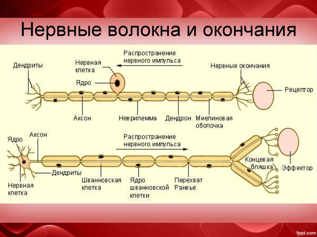 Нервные волокна и окончания