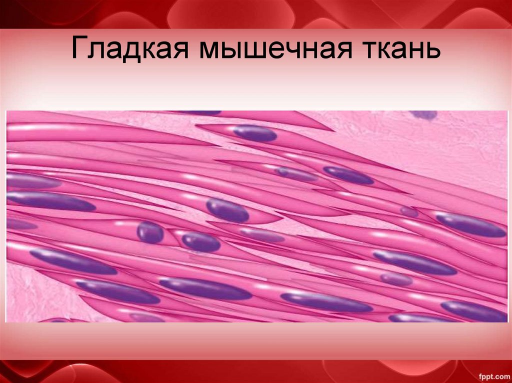 Гладкая мышечная ткань