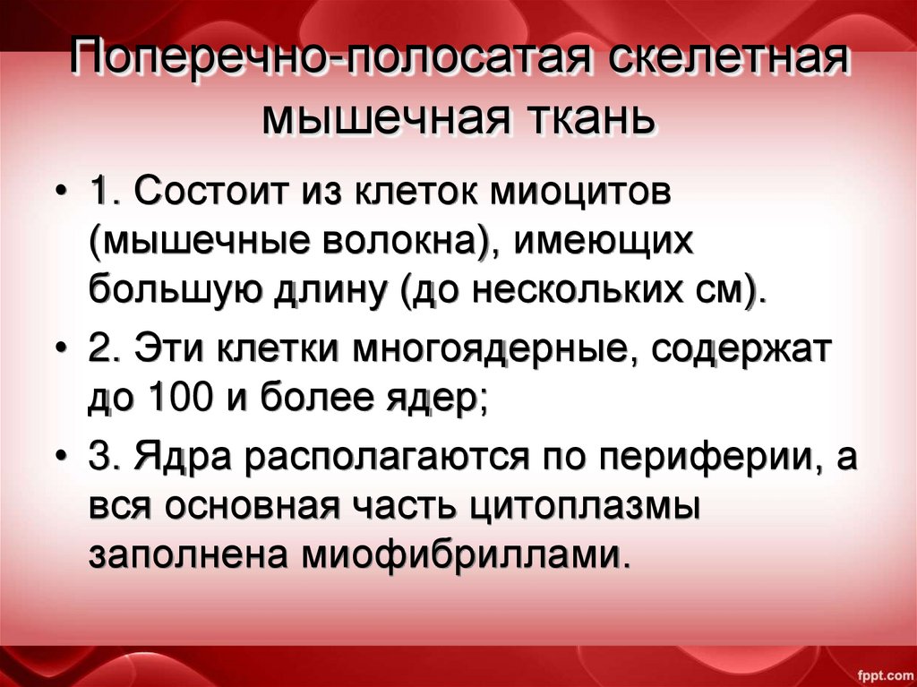 Поперечно-полосатая скелетная мышечная ткань