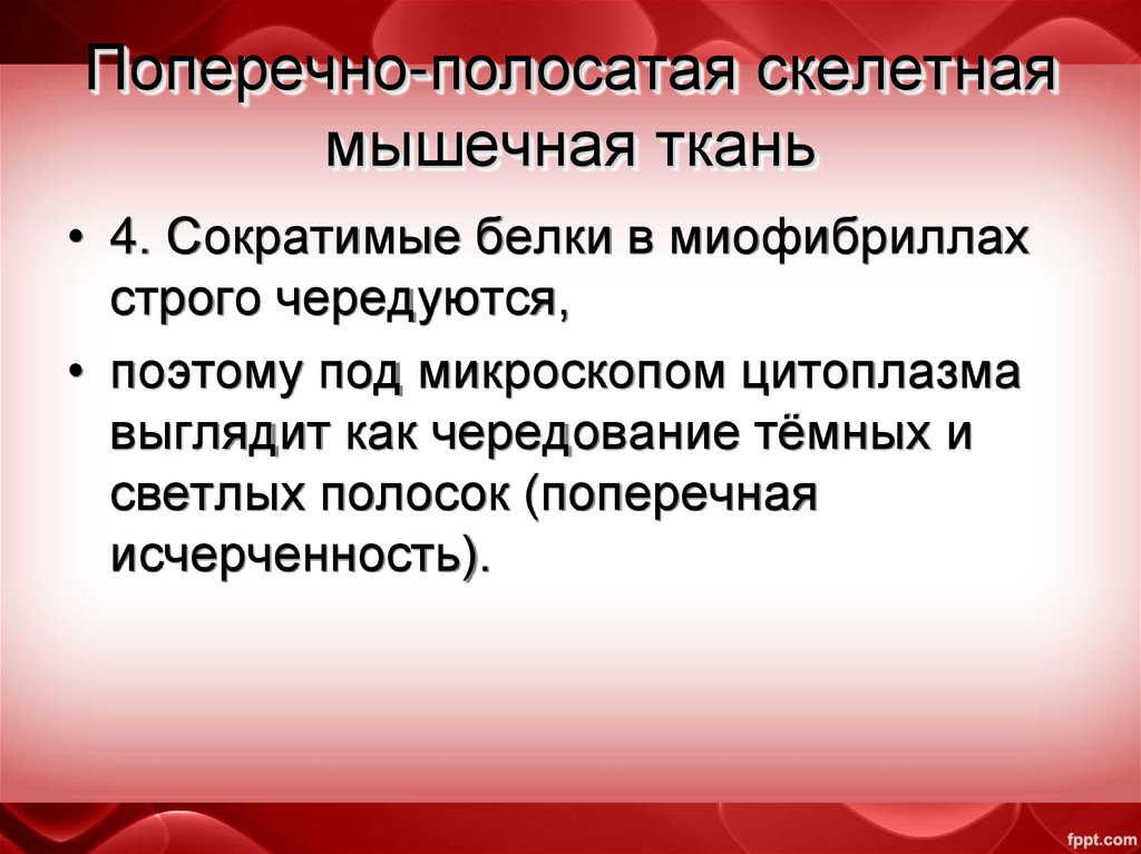 Поперечно-полосатая скелетная мышечная ткань