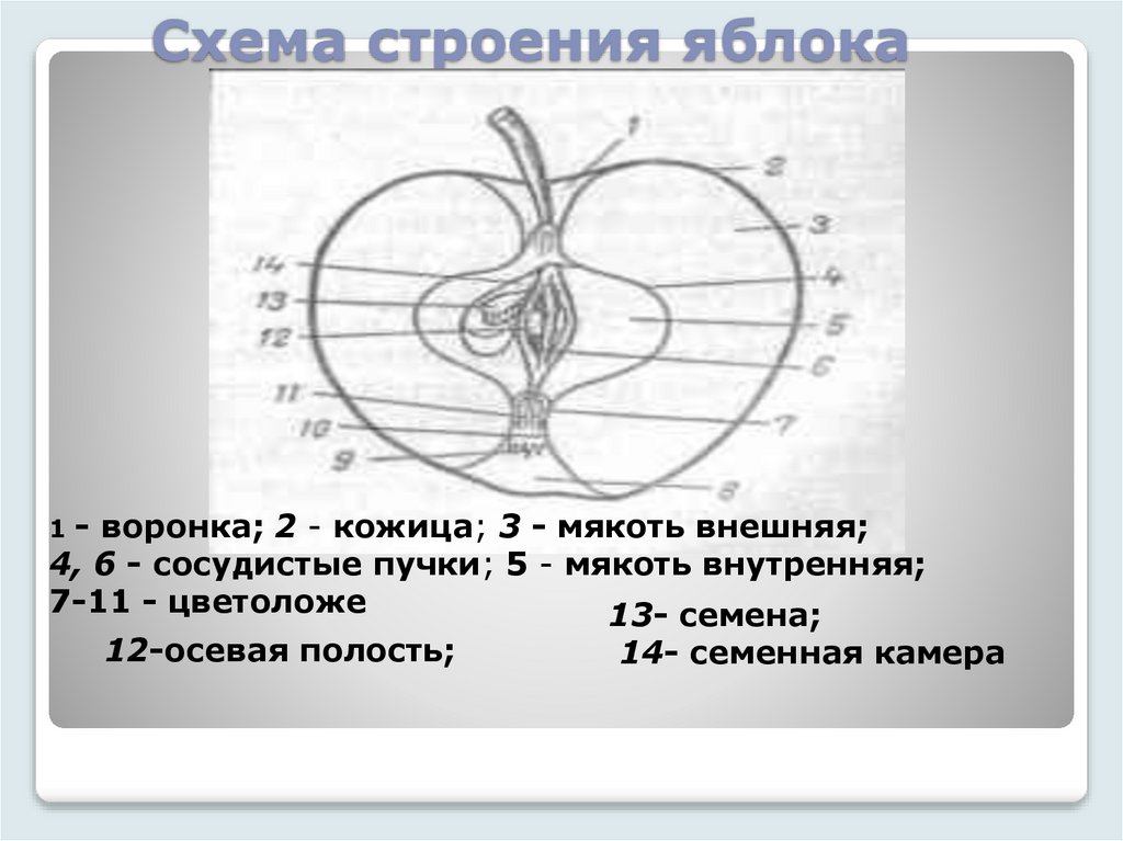 Схема строения яблока