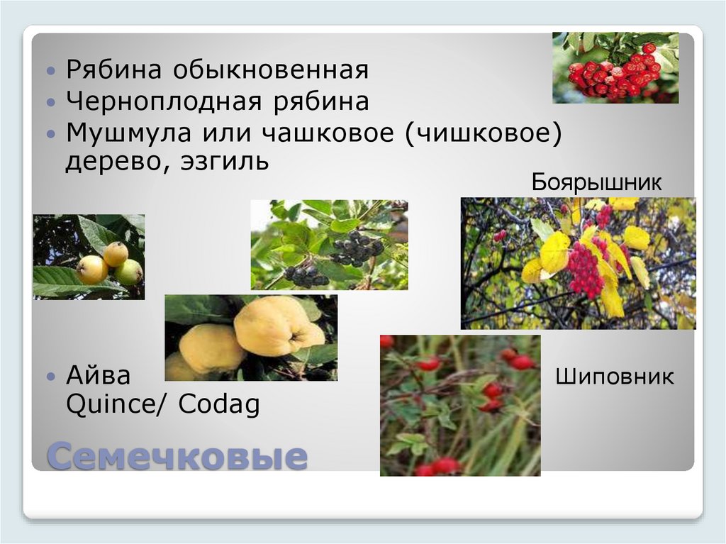 Семечковые