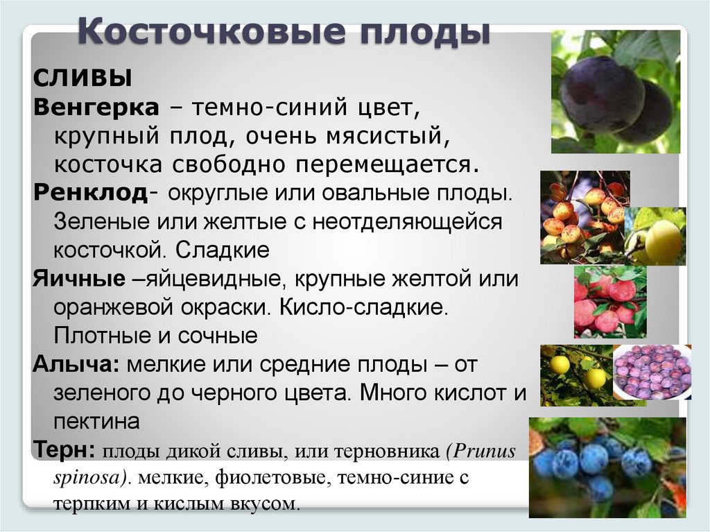 Косточковые плоды