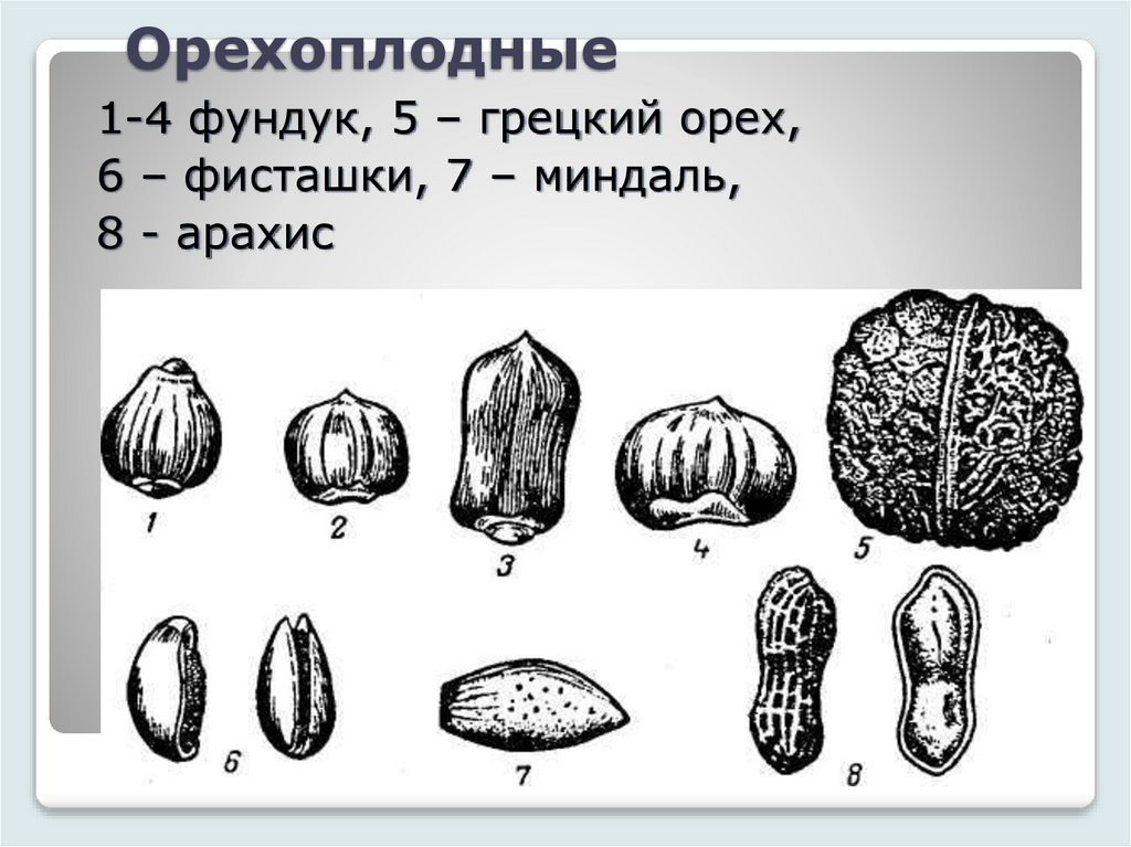 Орехоплодные