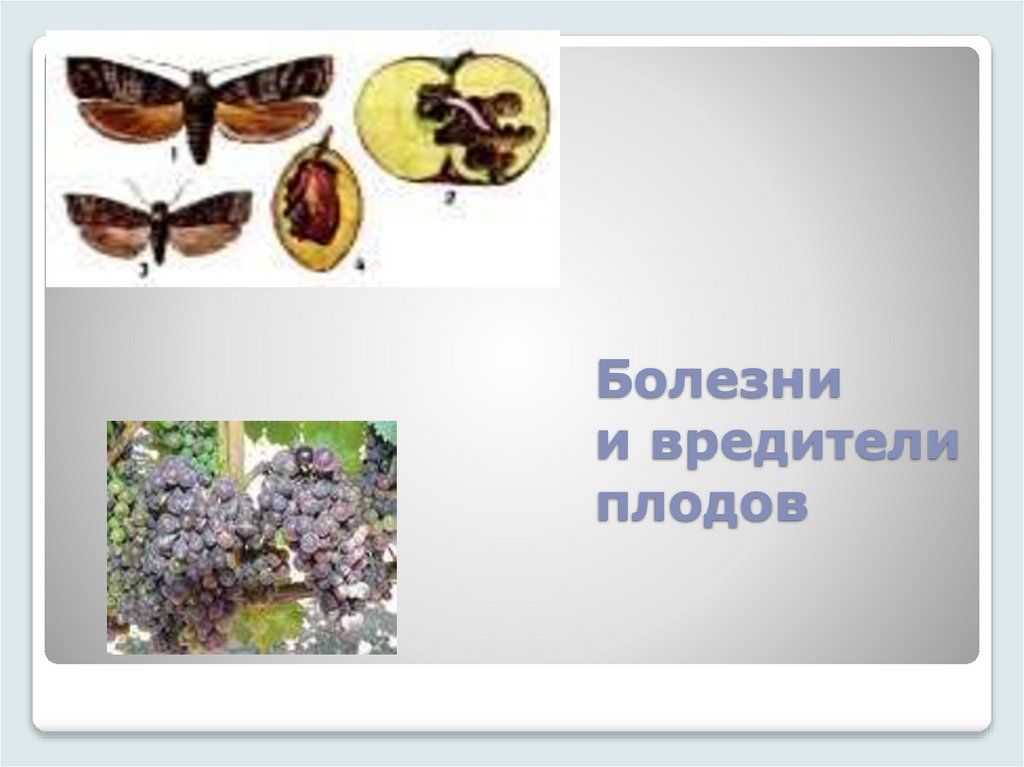 Болезни и вредители плодов