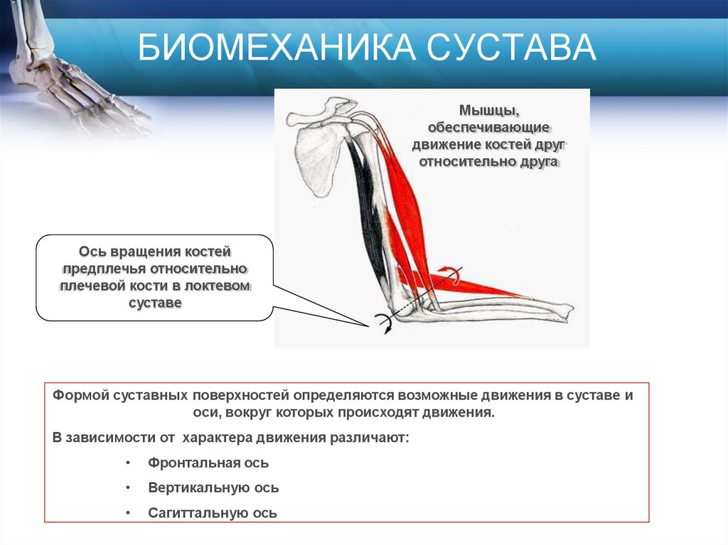 БИОМЕХАНИКА СУСТАВА