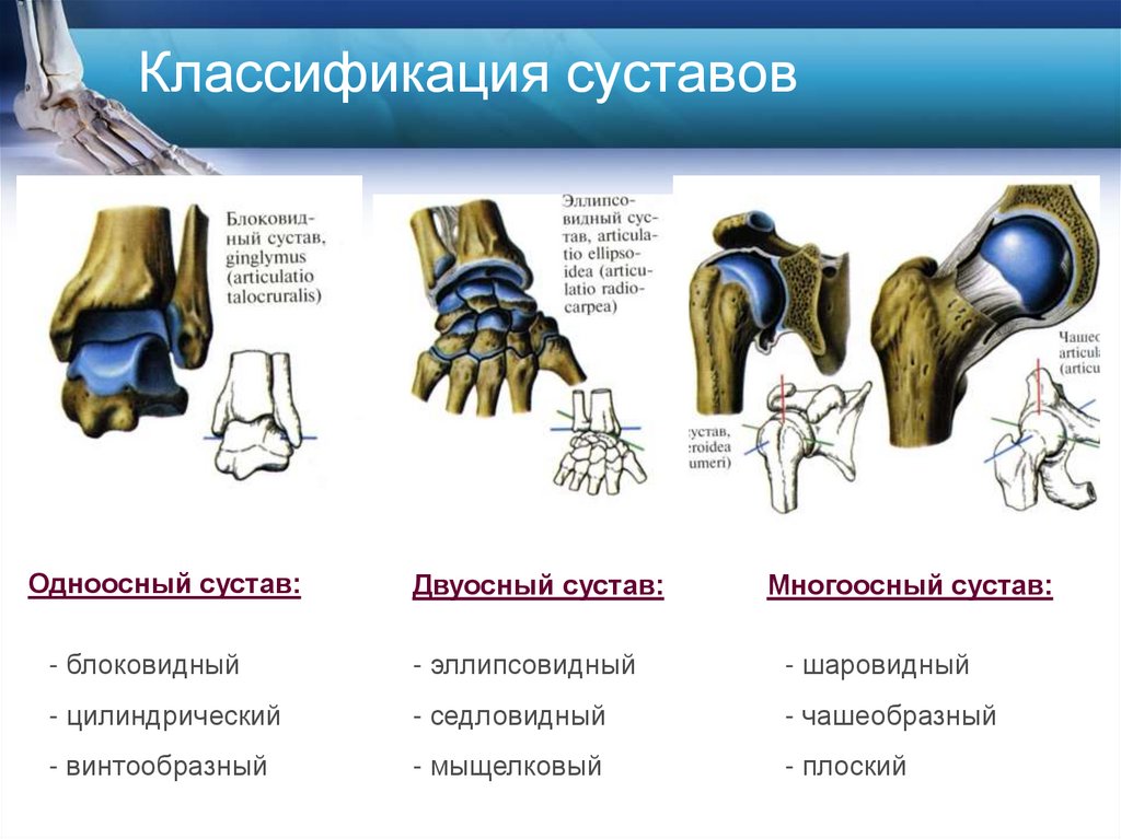 Классификация суставов