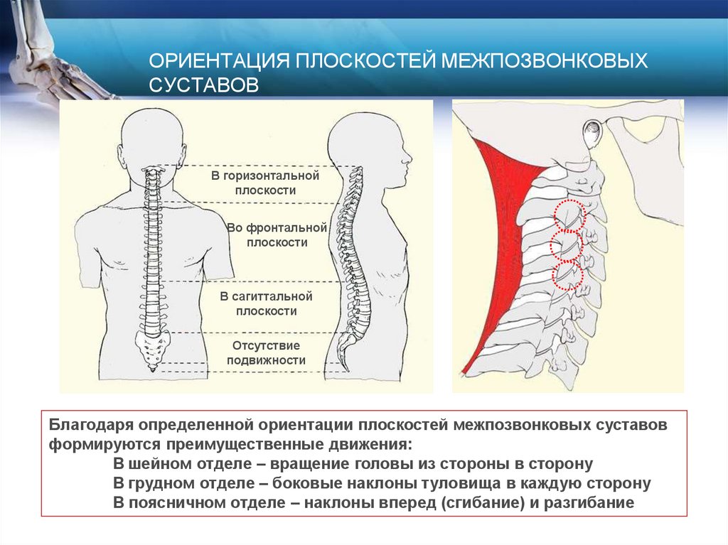 ОРИЕНТАЦИЯ ПЛОСКОСТЕЙ МЕЖПОЗВОНКОВЫХ СУСТАВОВ