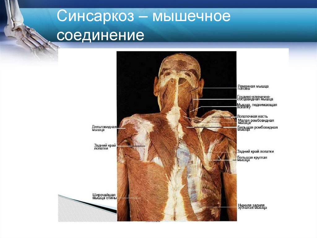 Синсаркоз – мышечное соединение