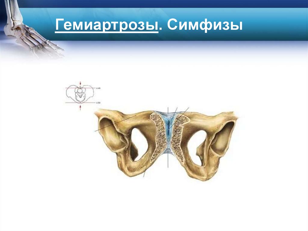 Гемиартрозы. Симфизы