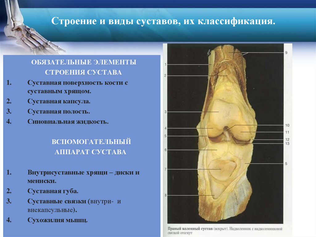 Строение и виды суставов, их классификация.