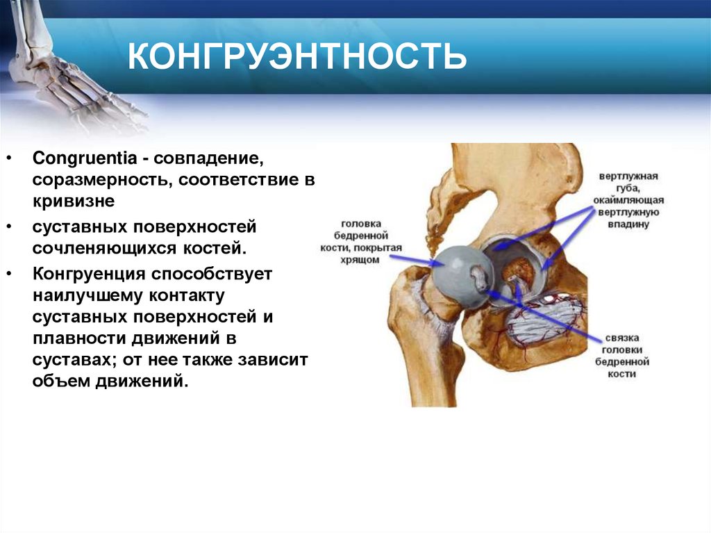 КОНГРУЭНТНОСТЬ
