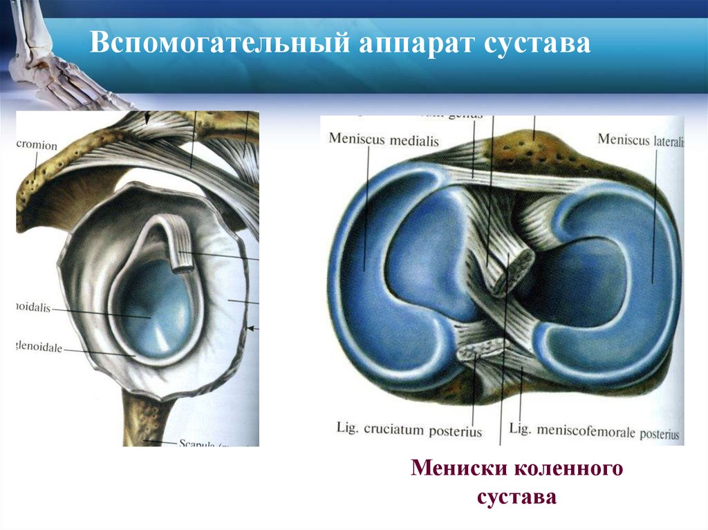Вспомогательный аппарат сустава