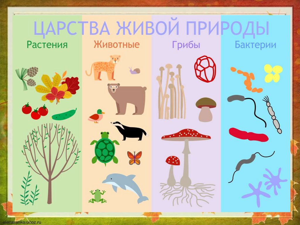 Природа бывает живая и неживая