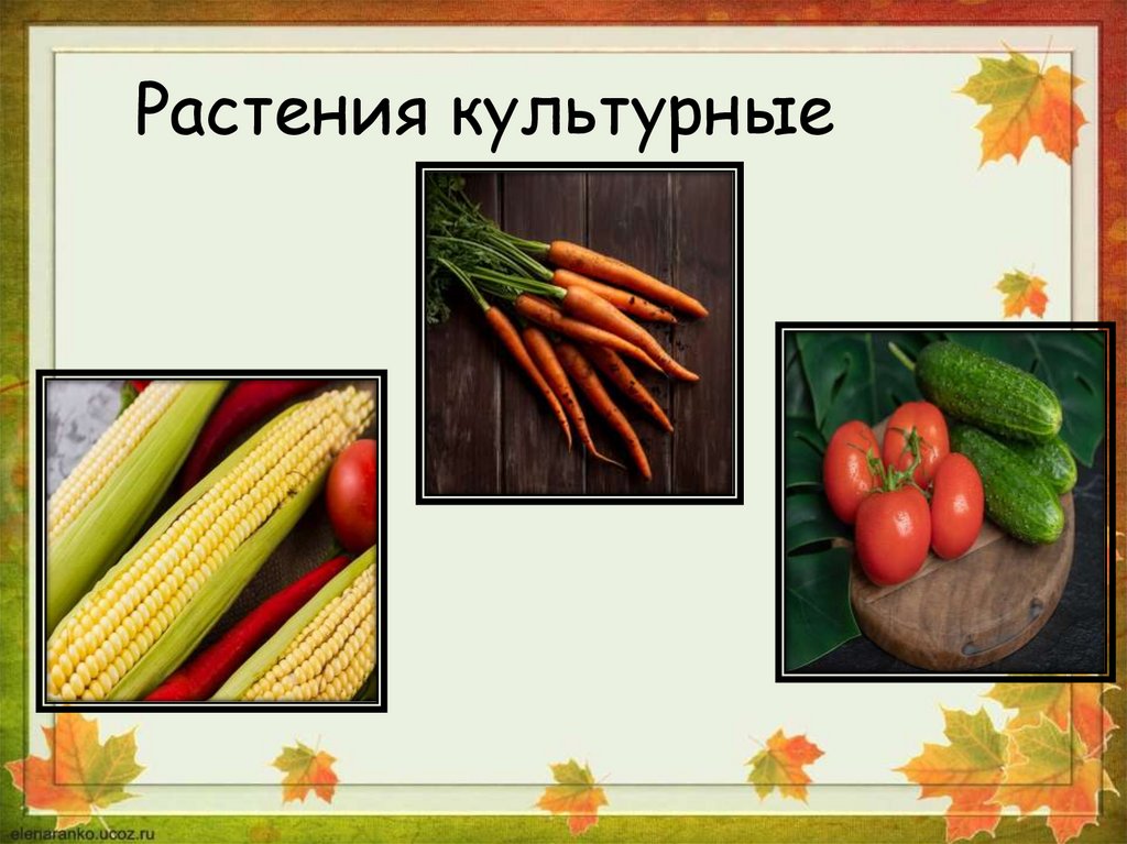Растения дикорастущие