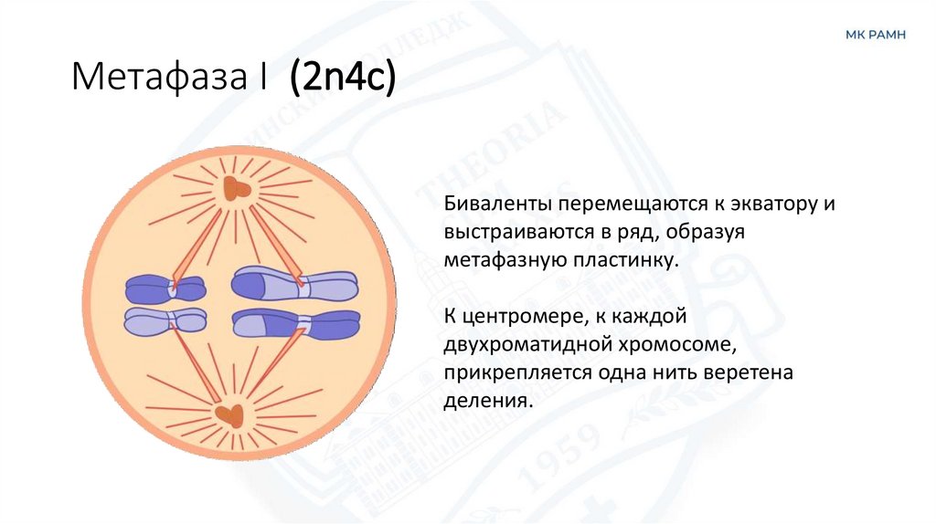 Метафаза I (2n4c)