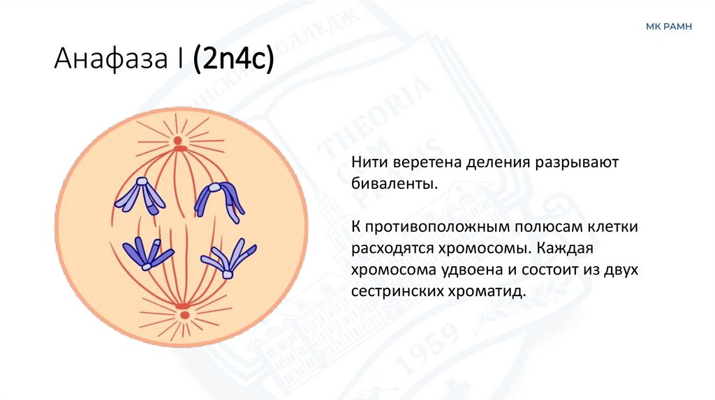 Анафаза I (2n4c)