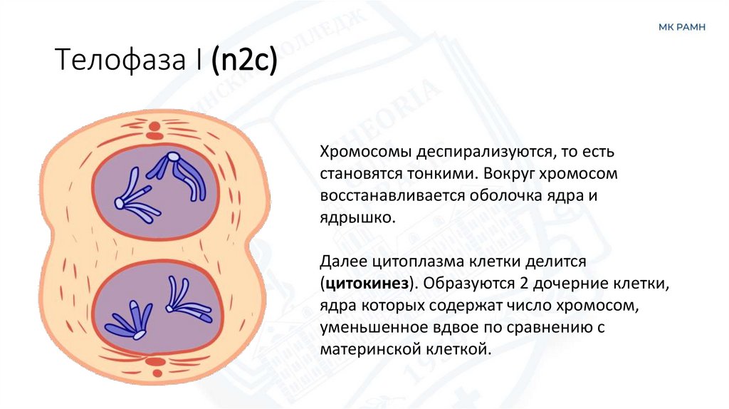 Телофаза I (n2c)