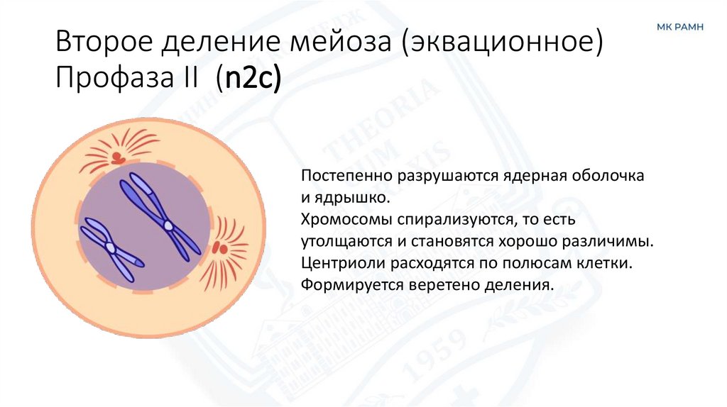 Второе деление мейоза (эквационное) Профаза II  (n2c)