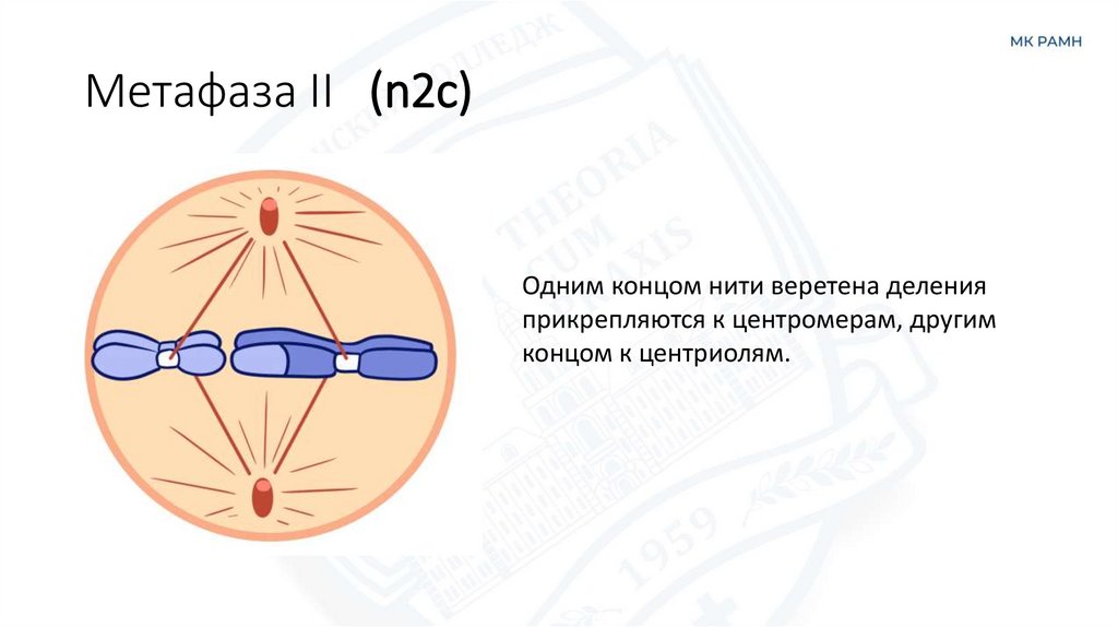 Метафаза II   (n2c)