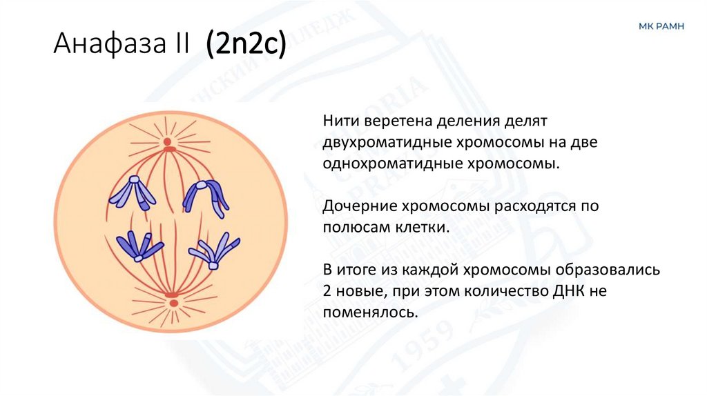 Анафаза II  (2n2c)