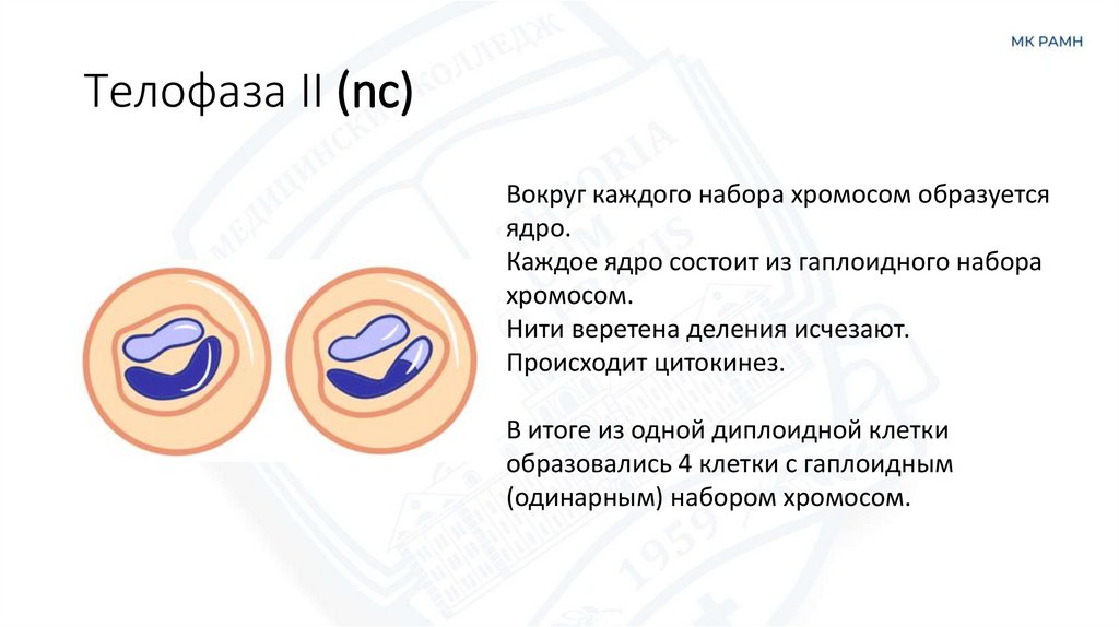 Телофаза II (nc)