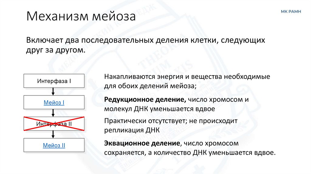 Механизм мейоза