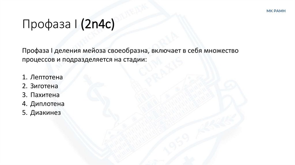 Профаза I (2n4c)