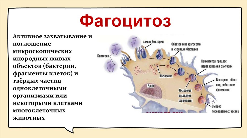 Фагоцитоз