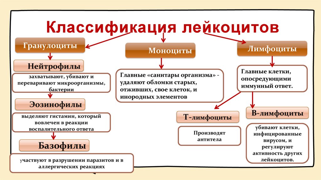 Классификация лейкоцитов