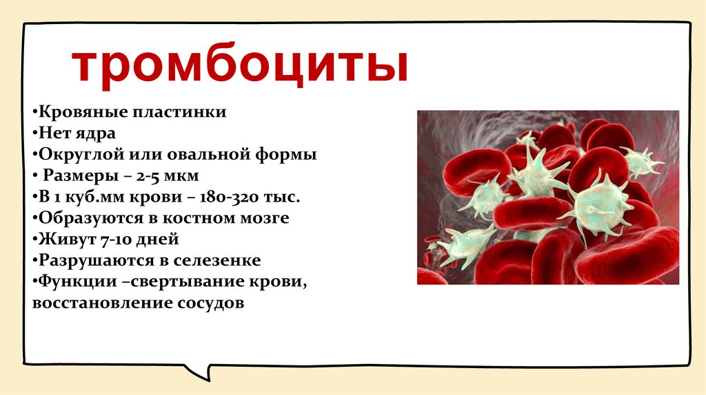 тромбоциты