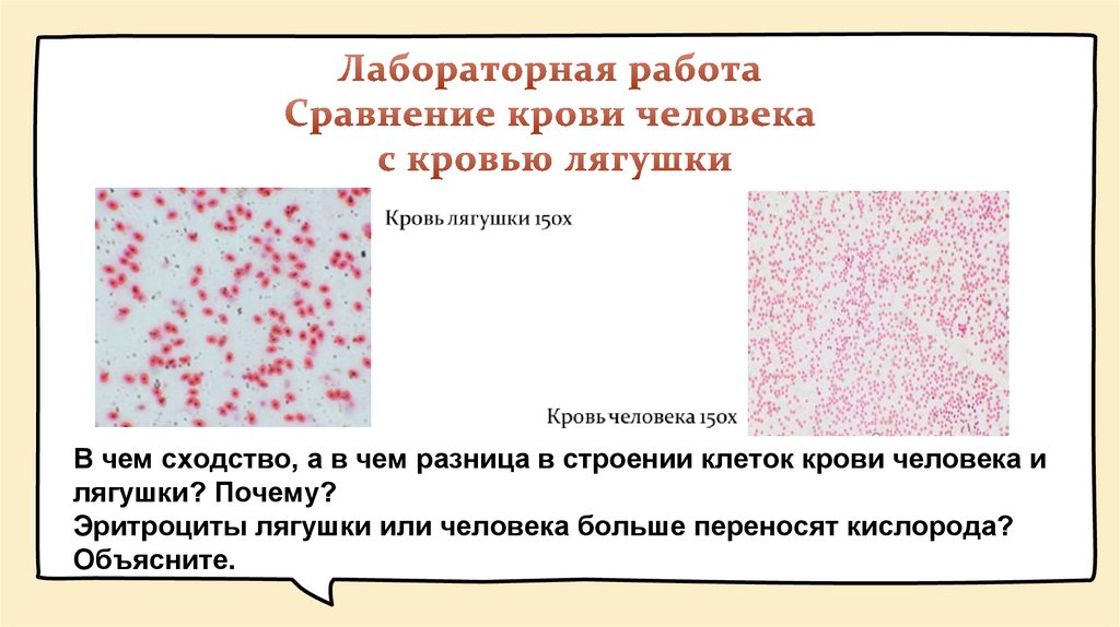 Лабораторная работа Сравнение крови человека с кровью лягушки