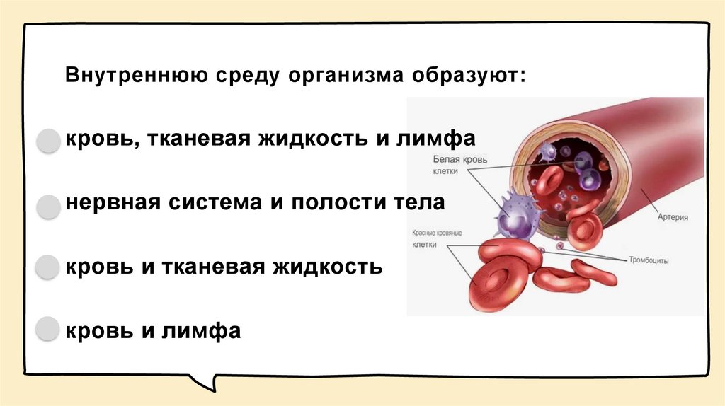 Внутреннюю среду организма образуют: