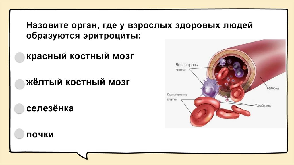 Назовите орган, где у взрослых здоровых людей образуются эритроциты: