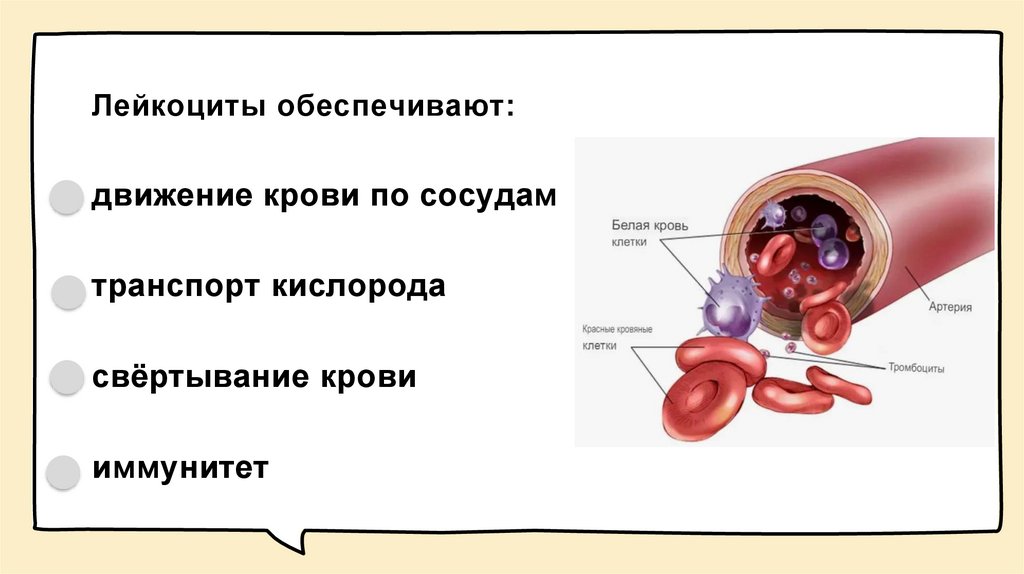Лейкоциты обеспечивают: