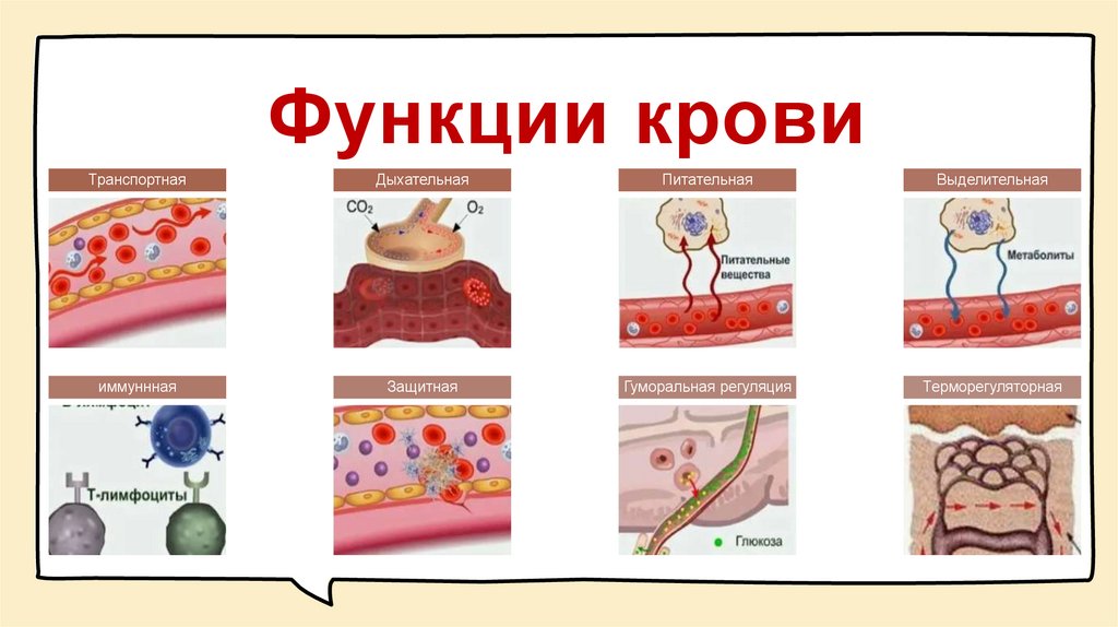 Функции крови