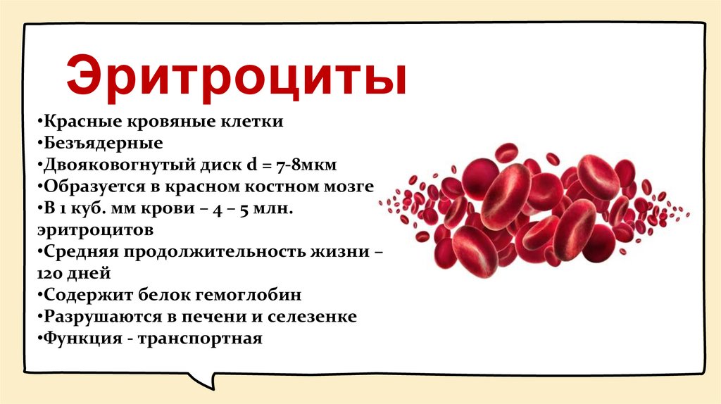 Эритроциты