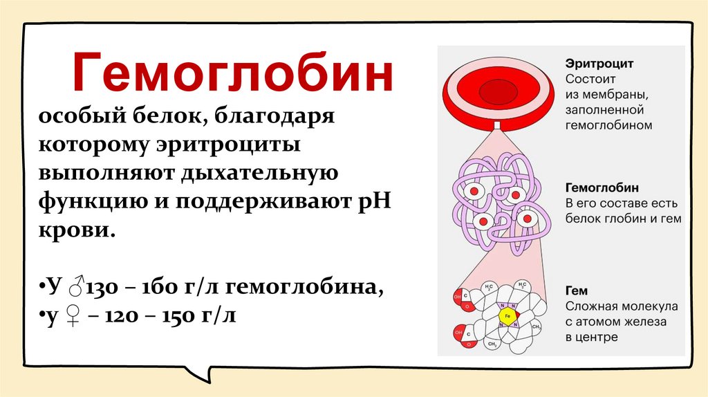 Гемоглобин