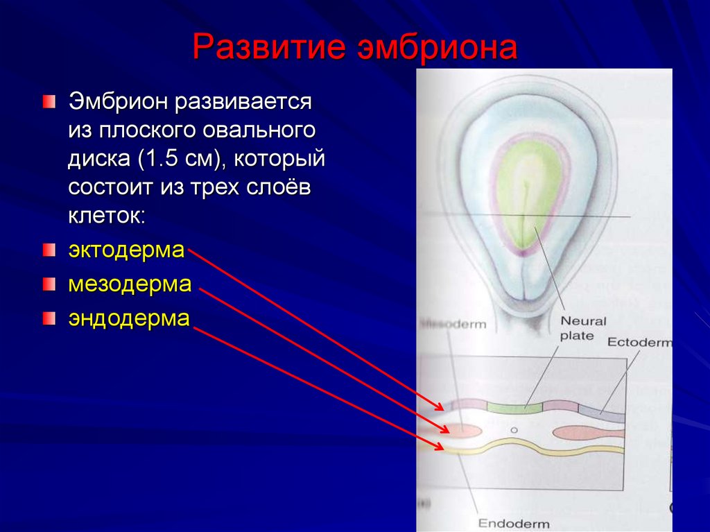 Развитие эмбриона