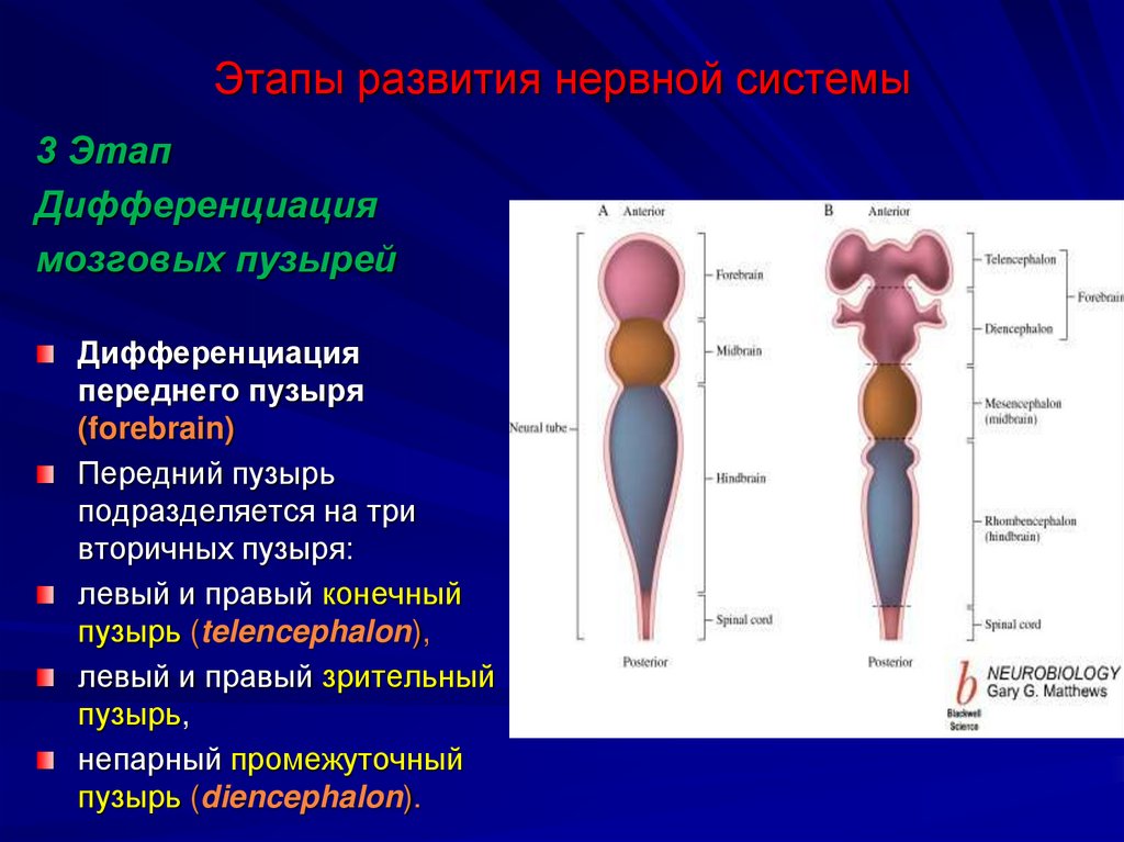 Этапы развития нервной системы
