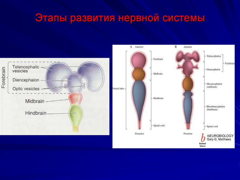 Этапы развития нервной системы