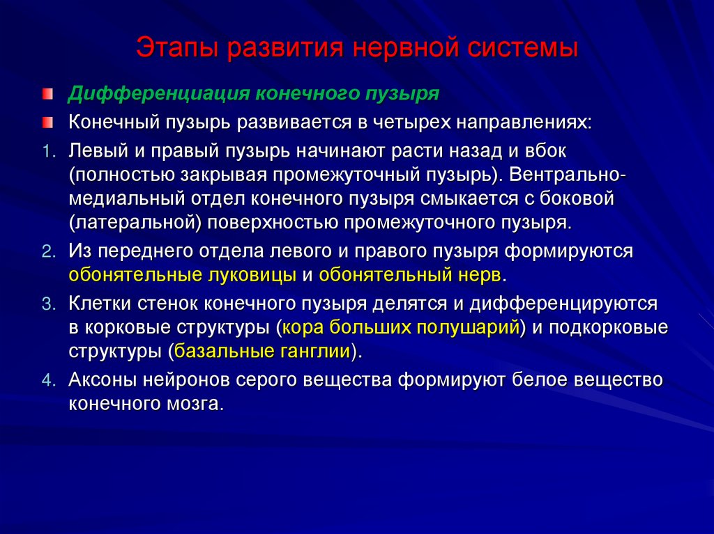 Этапы развития нервной системы