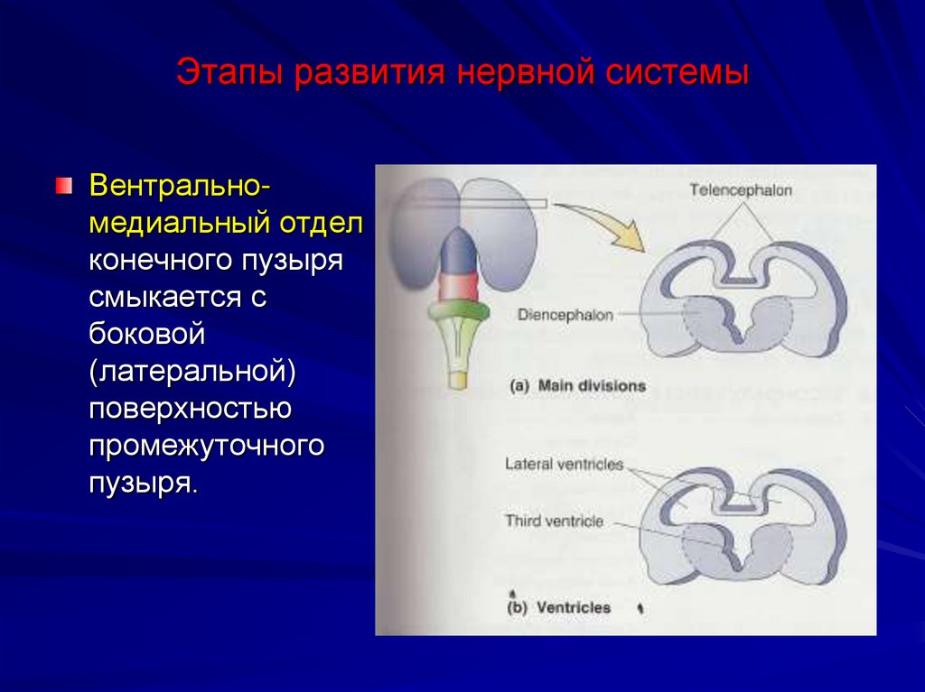 Этапы развития нервной системы