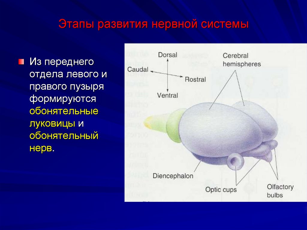 Этапы развития нервной системы