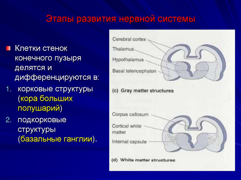 Этапы развития нервной системы