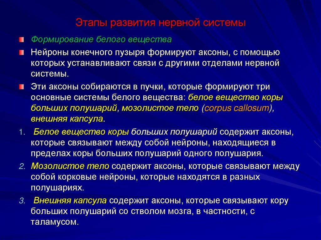 Этапы развития нервной системы