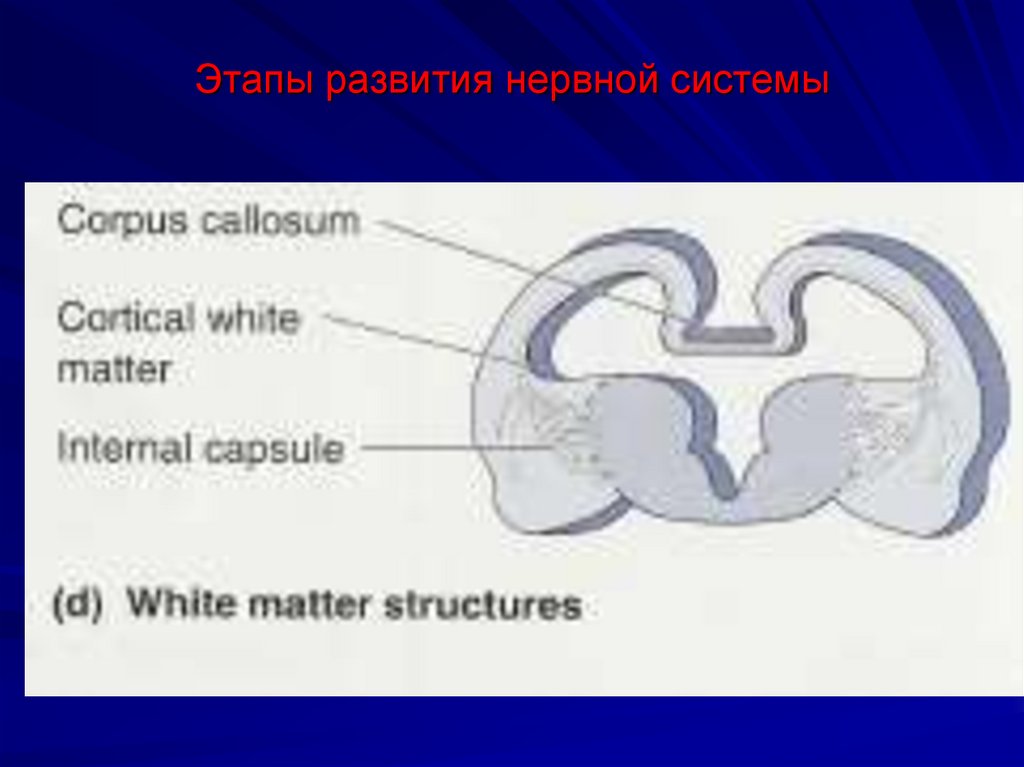 Этапы развития нервной системы